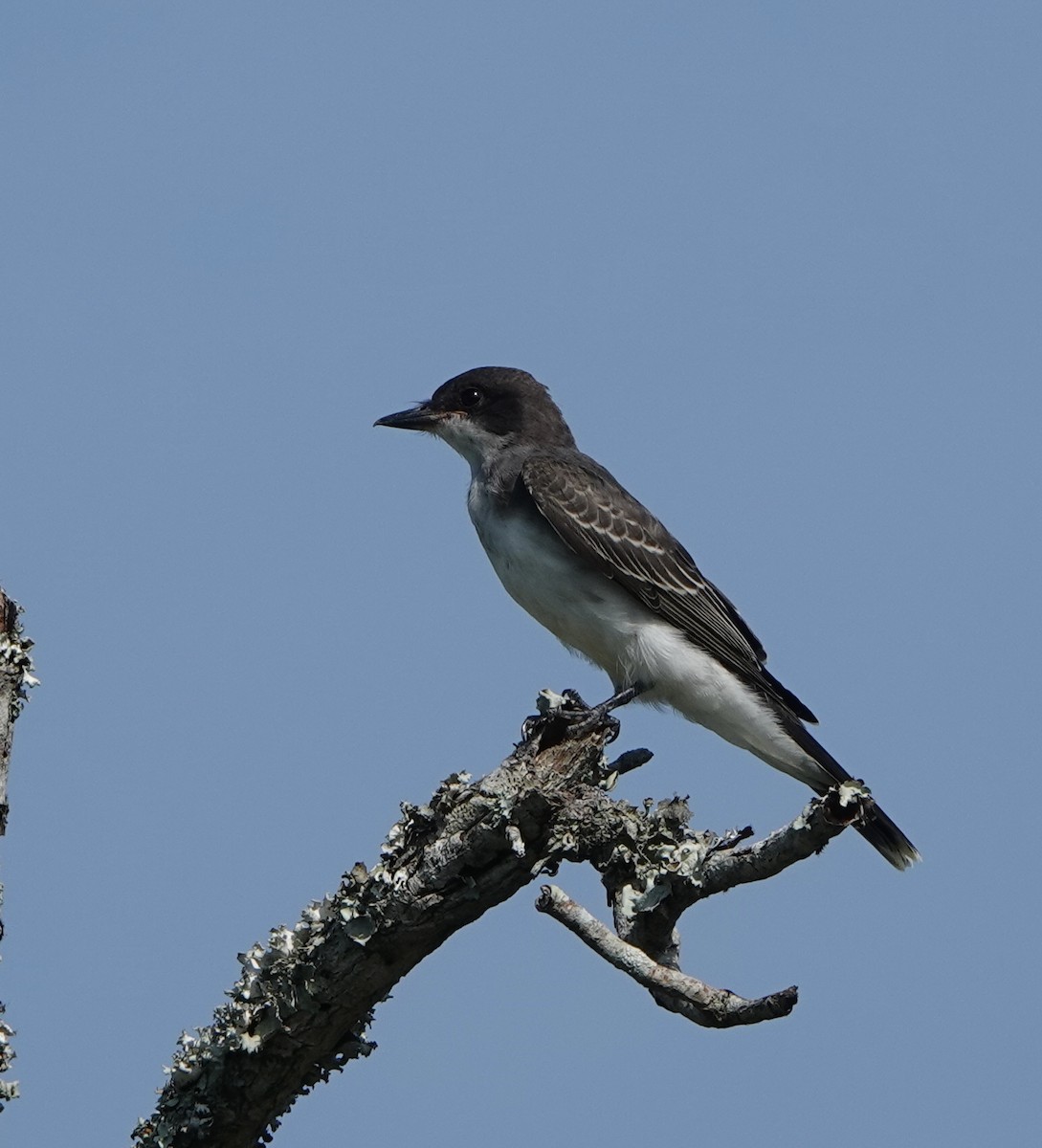 Eastern Kingbird - ML638758716