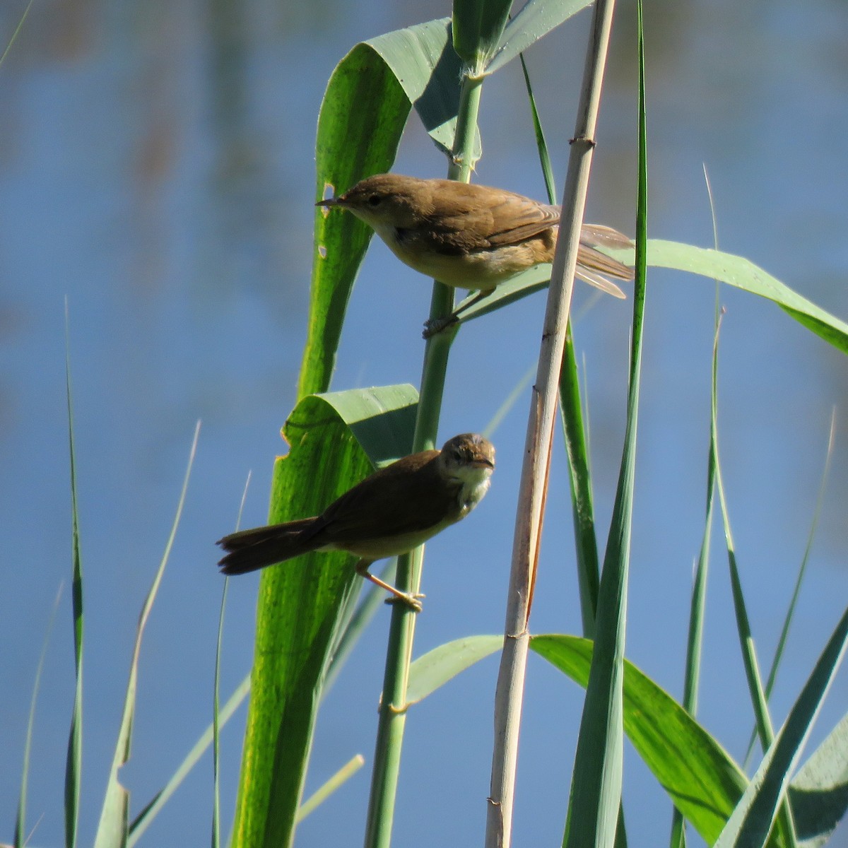 Great Reed Warbler - ML638758768