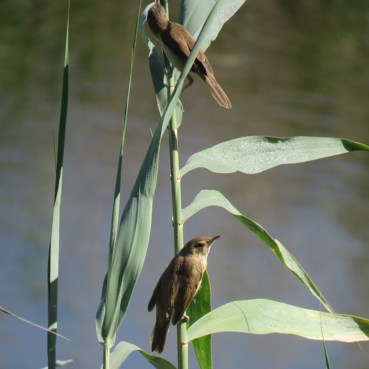 Great Reed Warbler - ML638758769