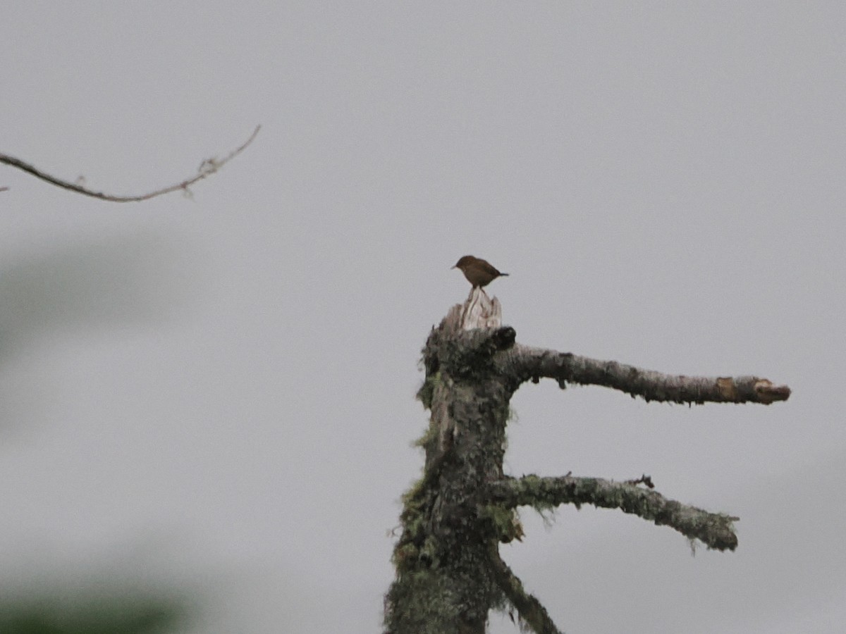 Winter Wren - ML638758771