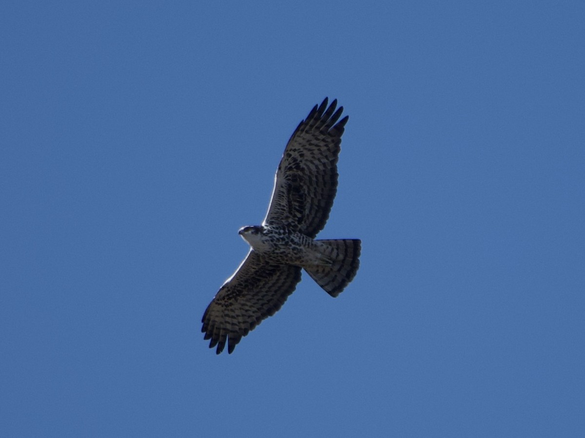 Ayres's Hawk-Eagle - ML638758774
