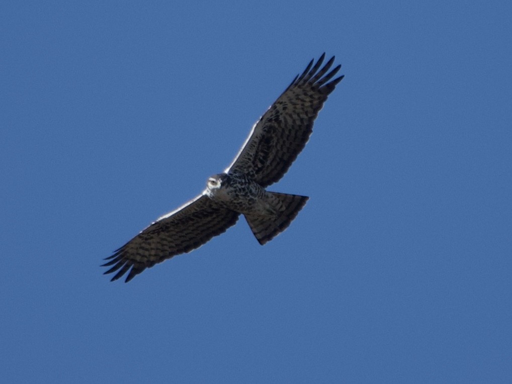 Ayres's Hawk-Eagle - ML638758776