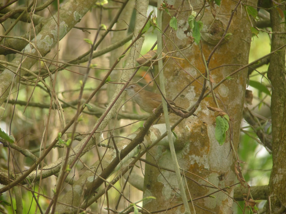 Abbott's Babbler - ML638758781