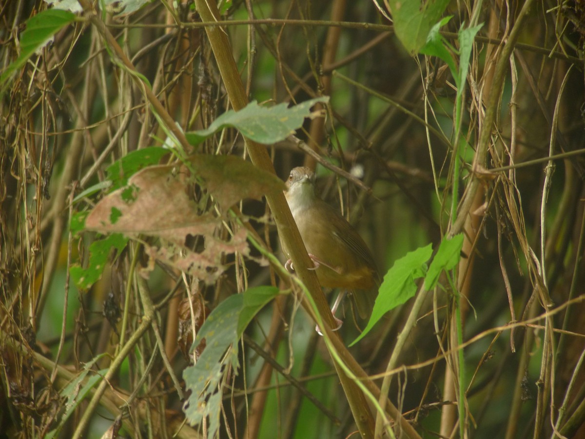 Abbott's Babbler - ML638758787