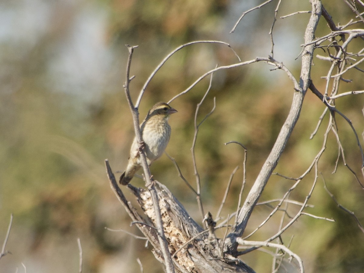 Southern Red Bishop - ML638758794