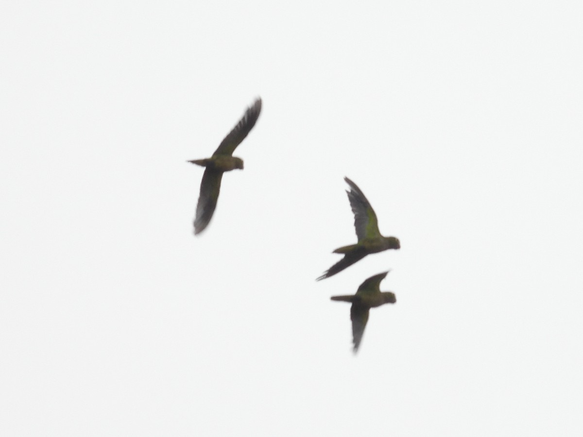 Olive-throated Parakeet - ML638758803
