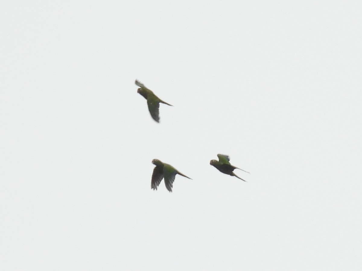 Olive-throated Parakeet - ML638758804