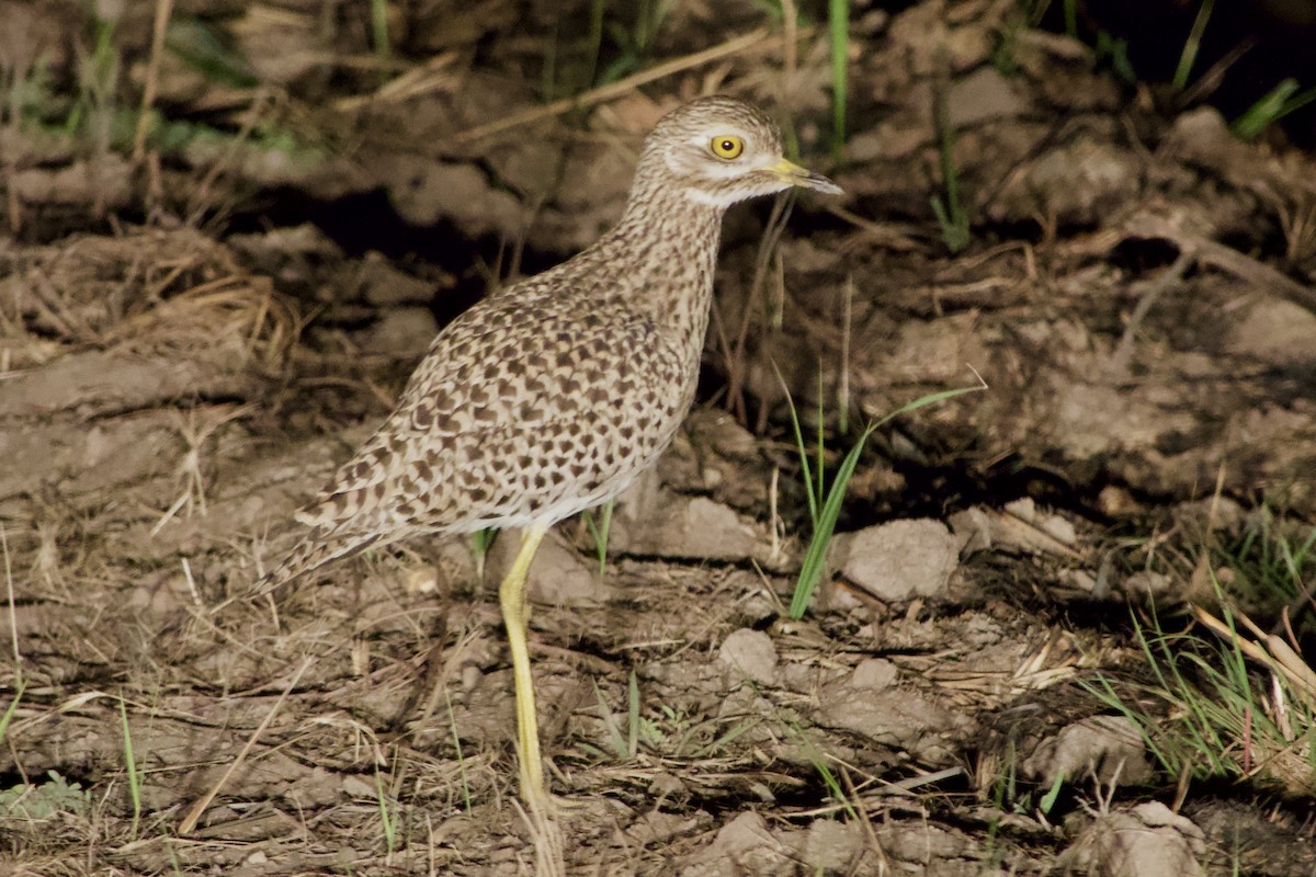 Spotted Thick-knee - ML638758805