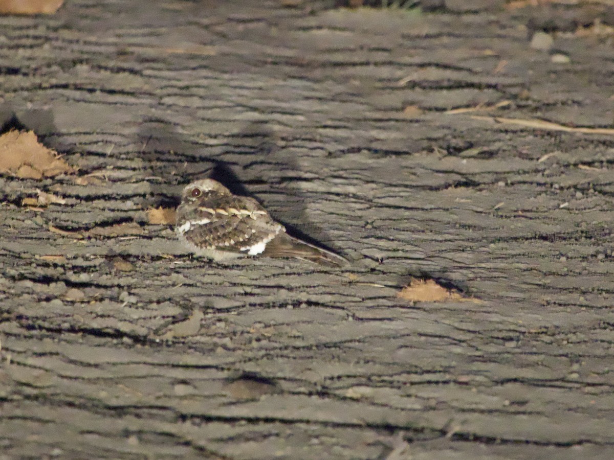 Square-tailed Nightjar - ML638758808