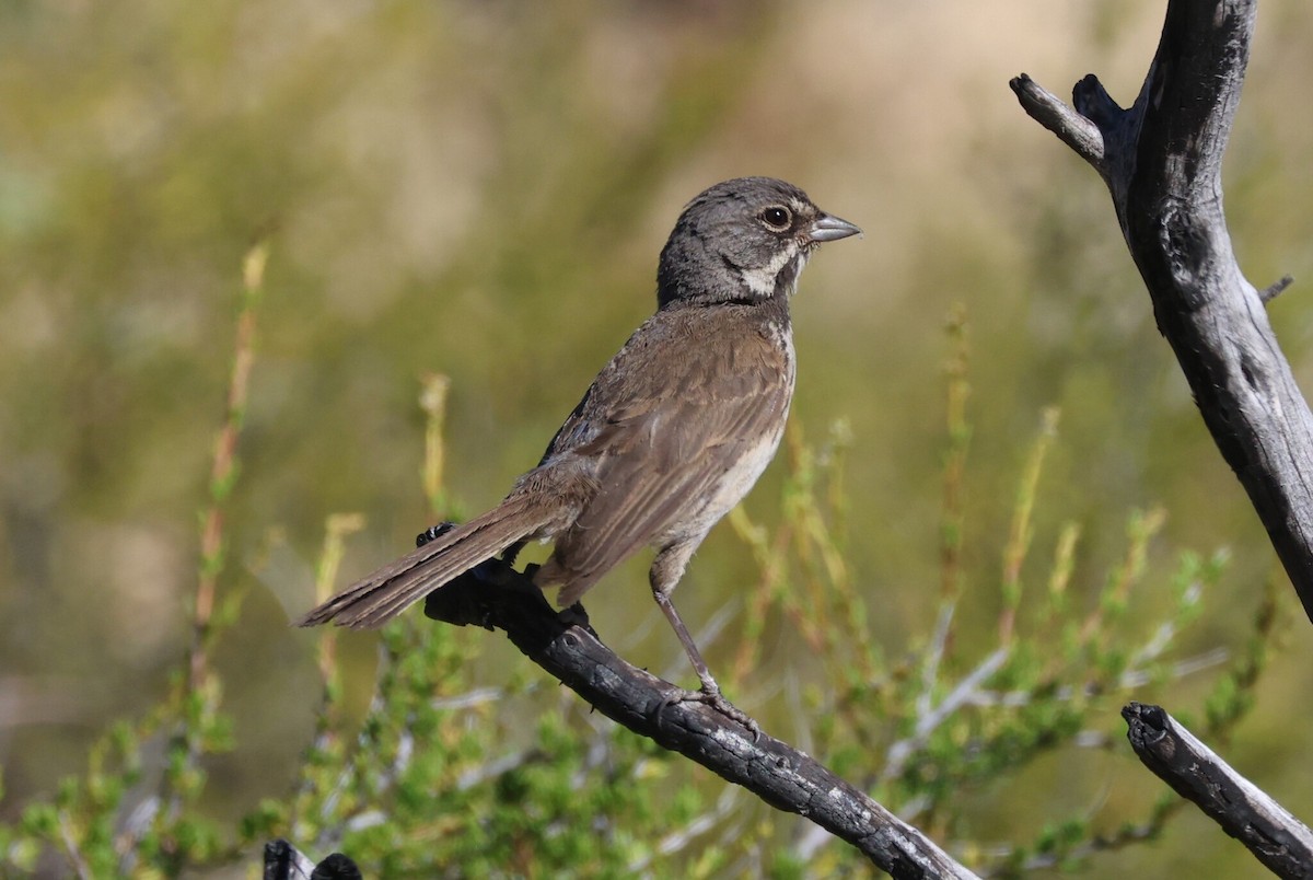 Bell's Sparrow (belli) - ML638758812