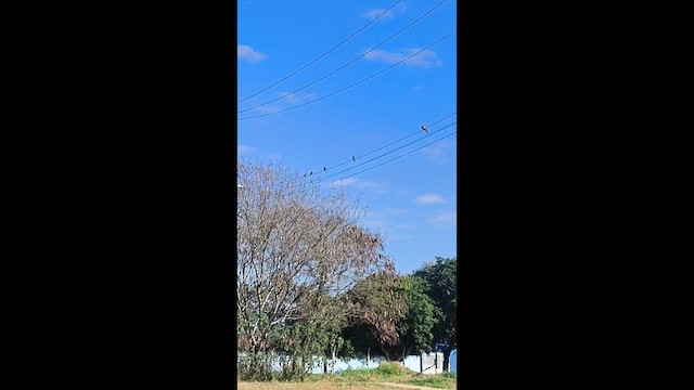 Cliff Flycatcher - ML638758824