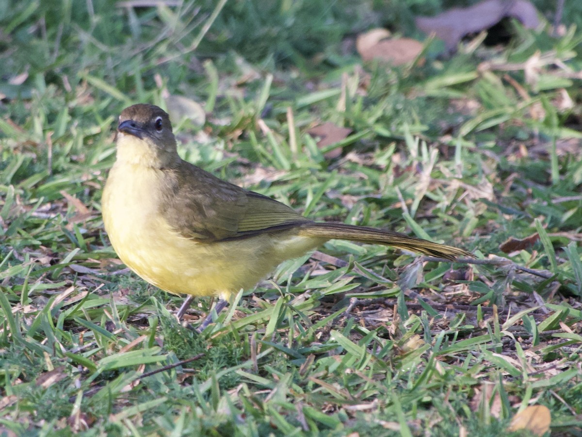 Yellow-bellied Greenbul - ML638758856