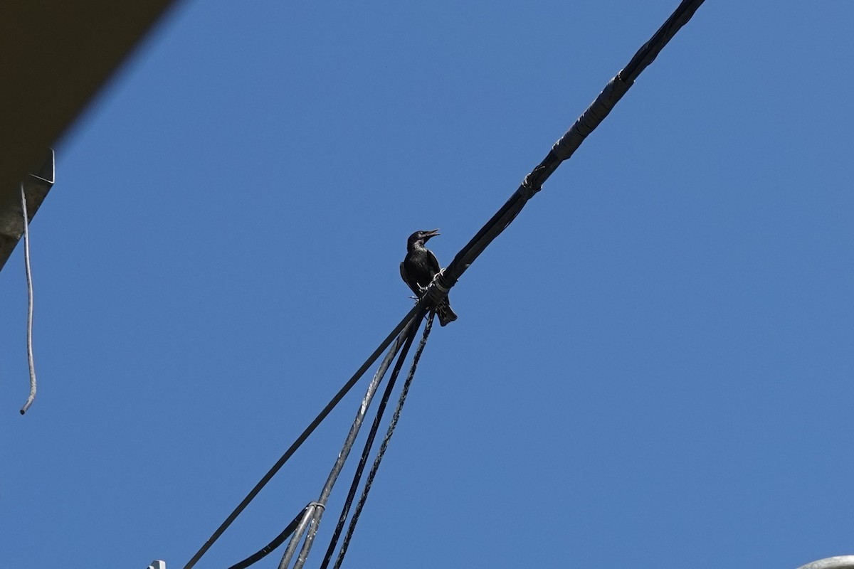 European Starling - ML638758862