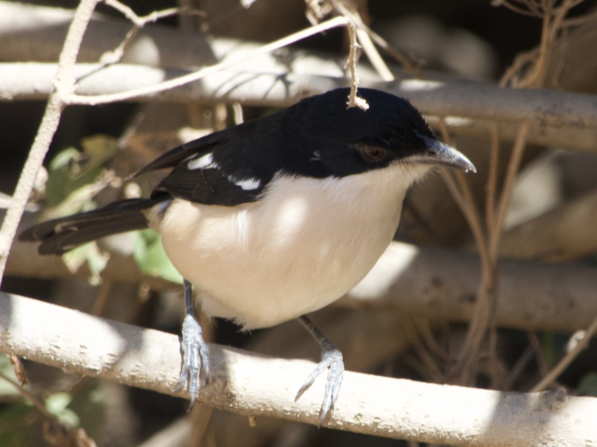 Tropical Boubou - ML638758865