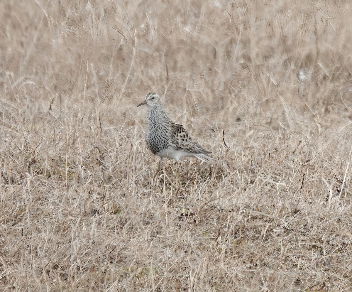 Graubrust-Strandläufer - ML638758874