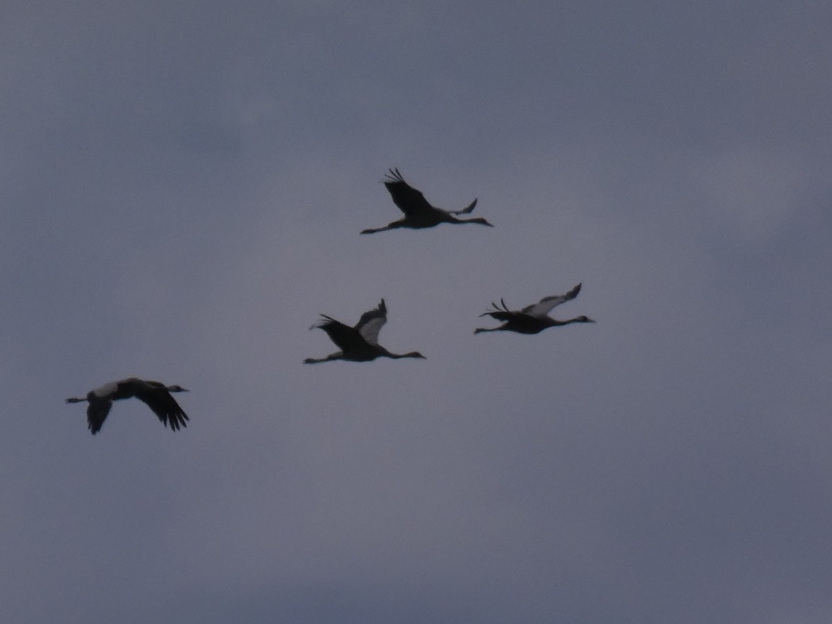 Common Crane - ML638758886