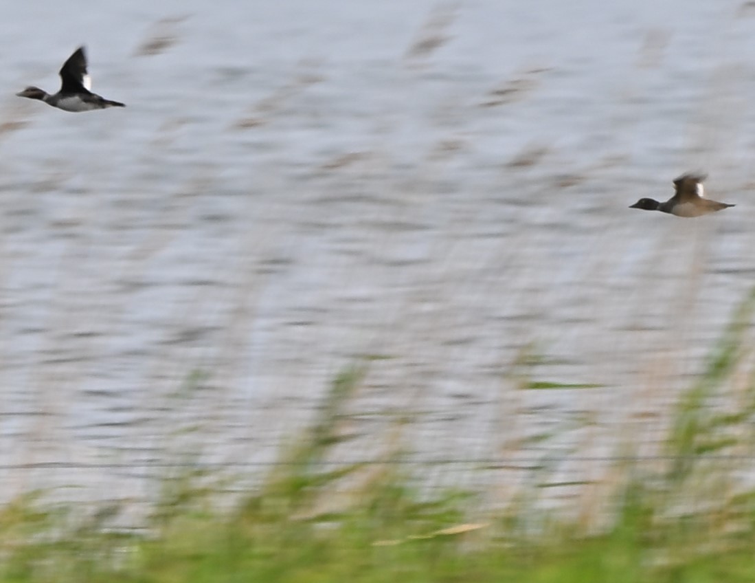 Common Goldeneye - ML638758907