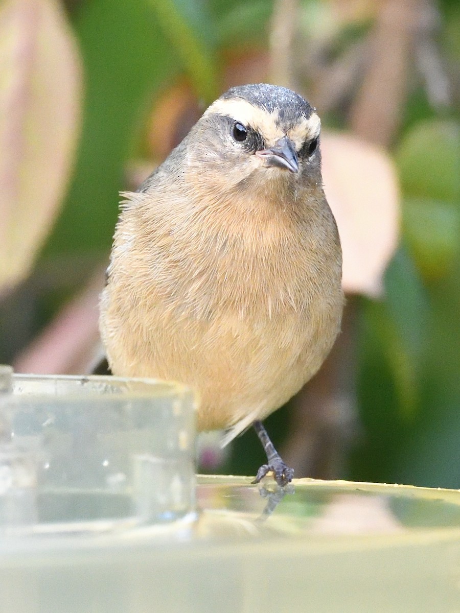 Cinereous Conebill - ML638758917