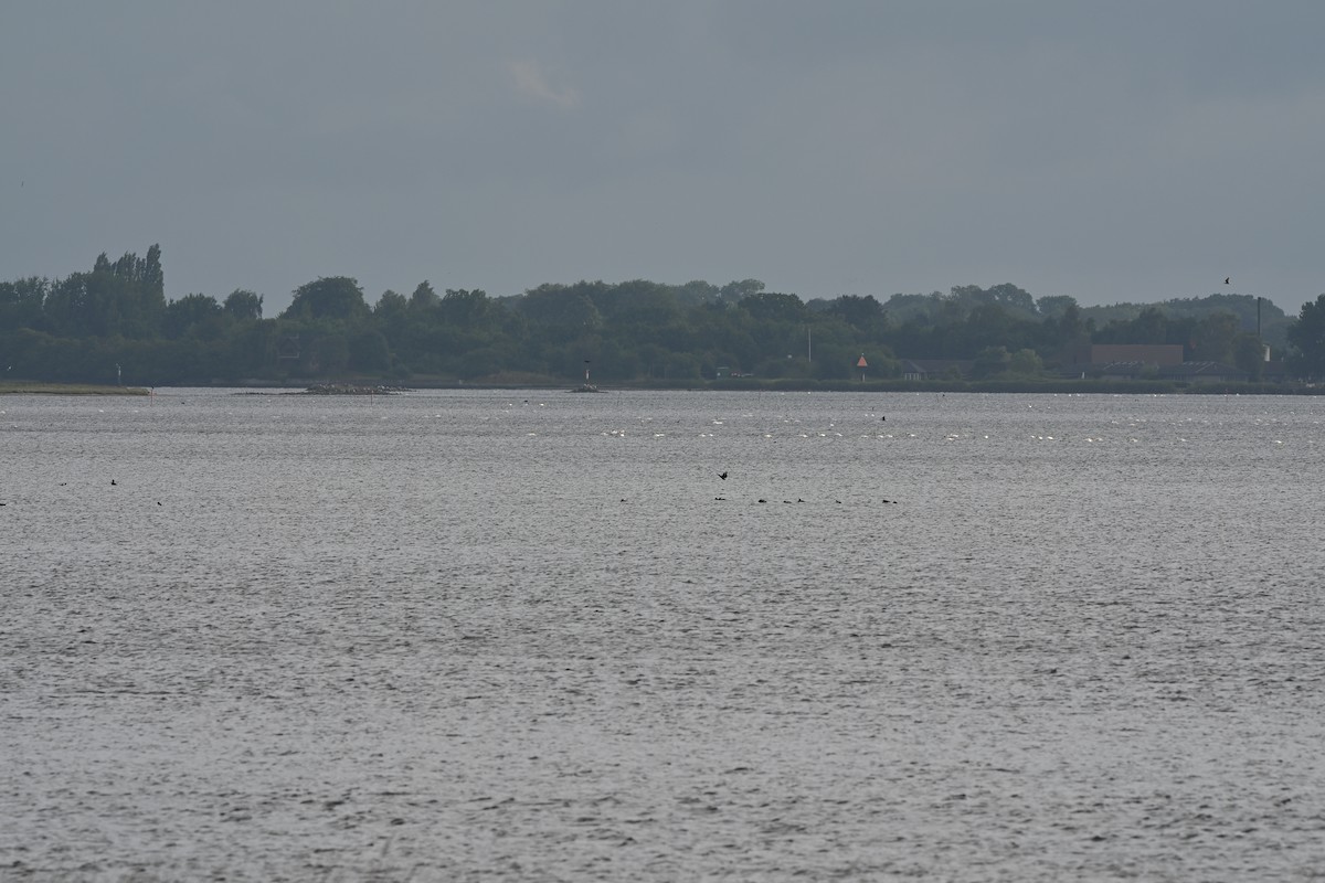 Mute Swan - ML638758953