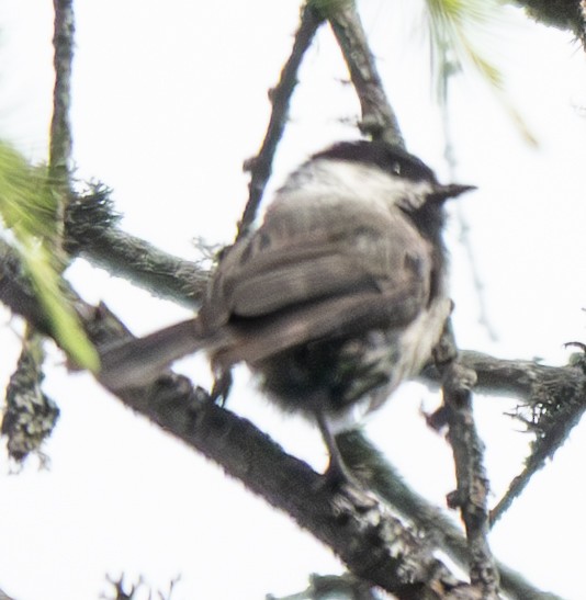 Mésange boréale - ML638758960
