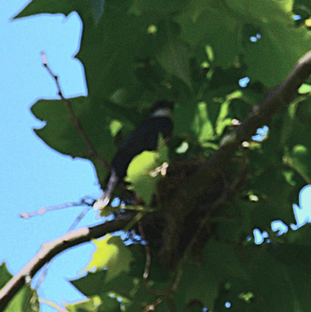Eastern Kingbird - ML638758961