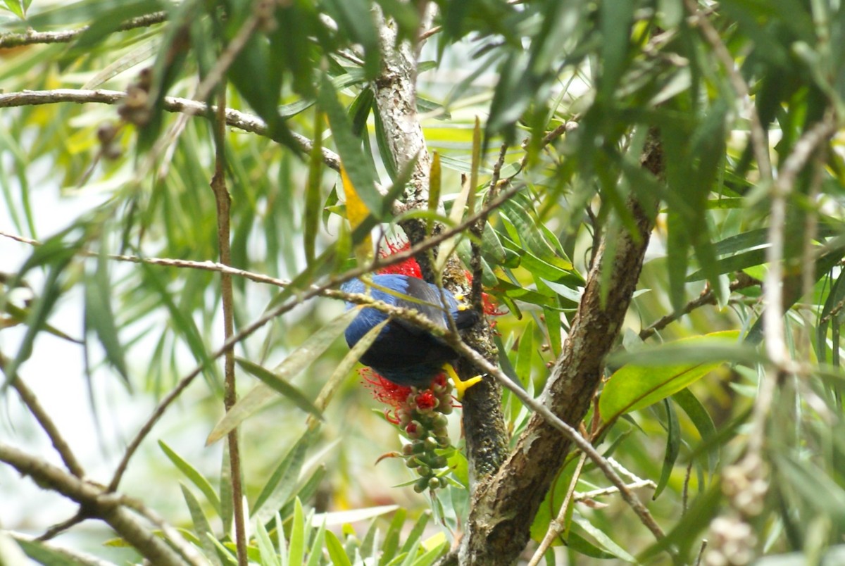 Shining Honeycreeper - ML638758963