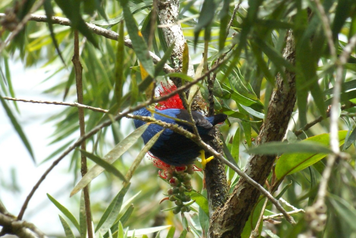 Shining Honeycreeper - ML638758964