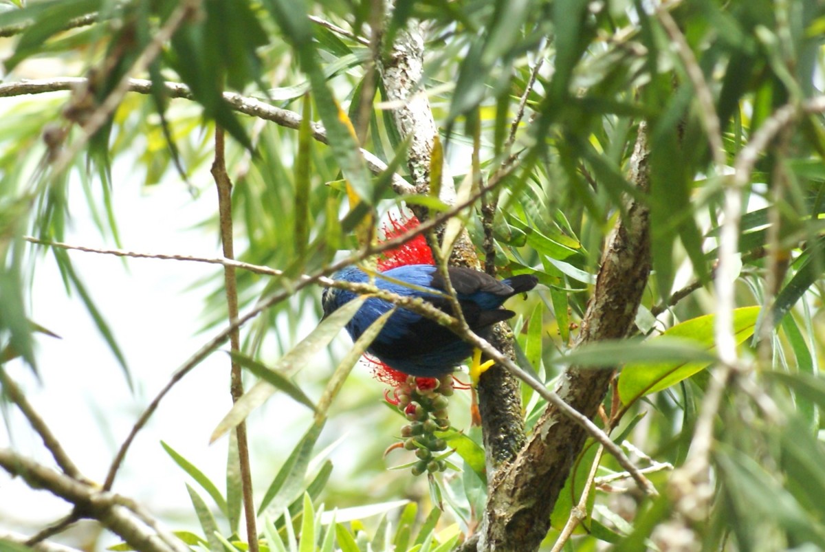 Shining Honeycreeper - ML638758966