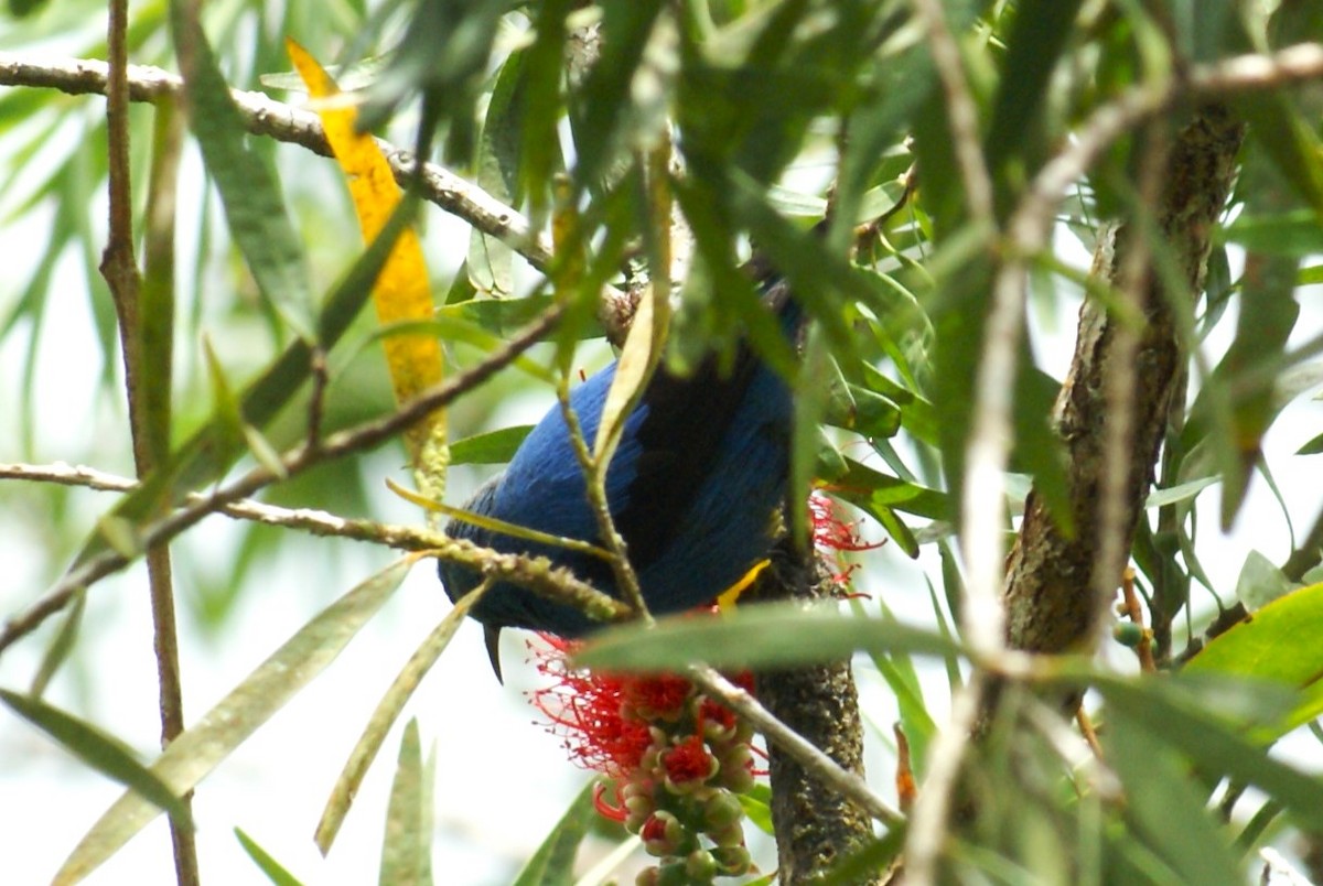 Shining Honeycreeper - ML638758969