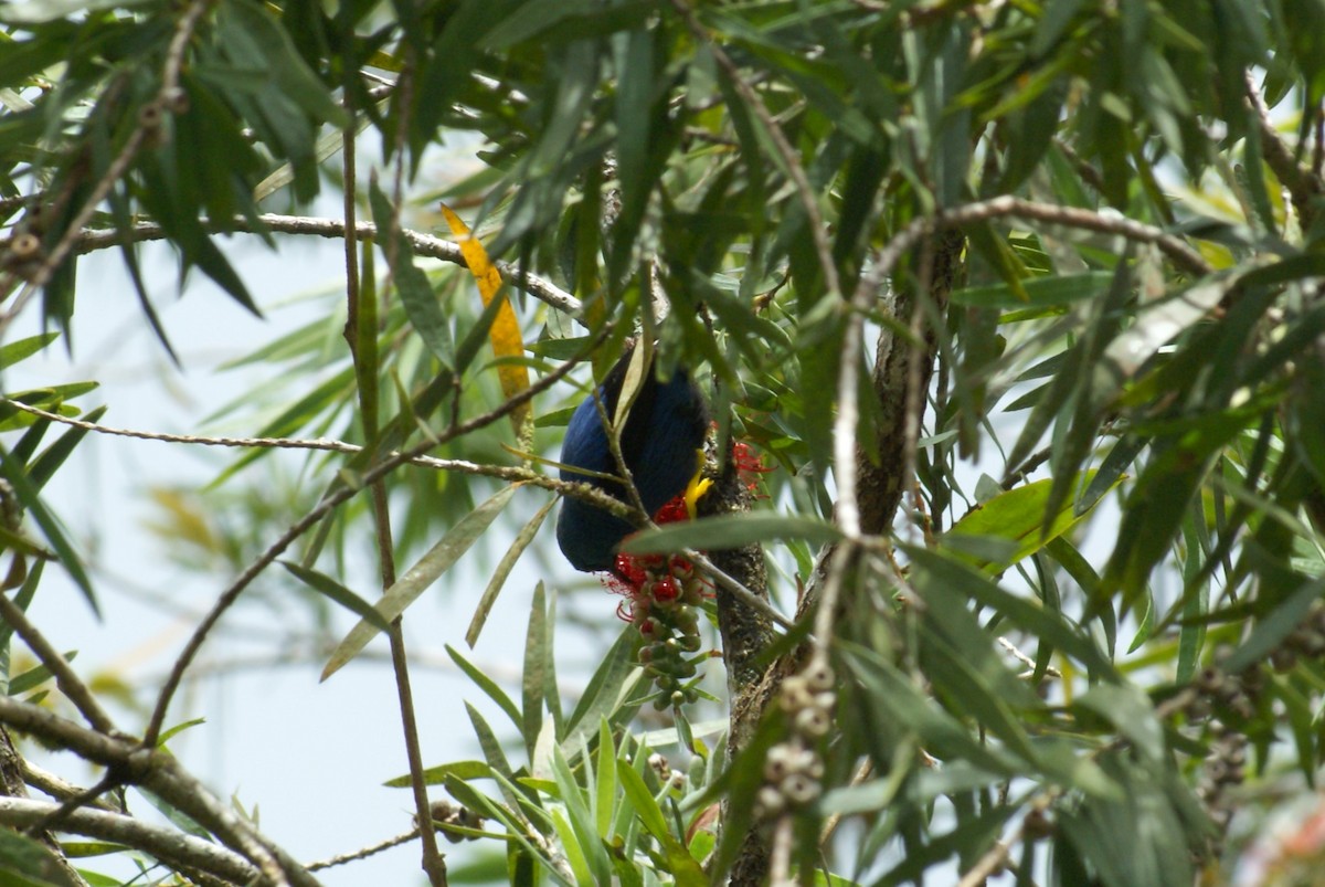 Shining Honeycreeper - ML638758970