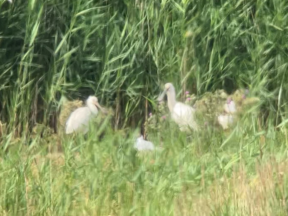 Eurasian Spoonbill - ML638758977