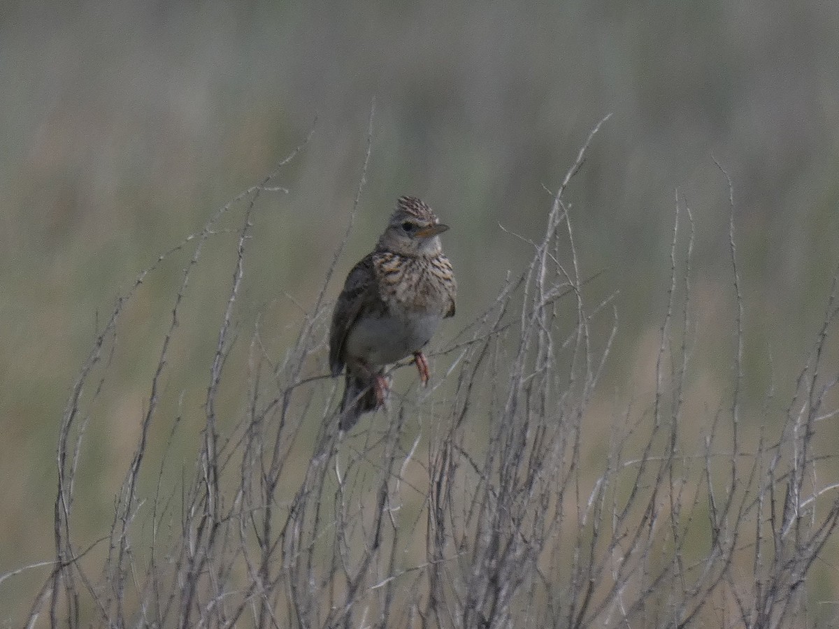 Eurasian Skylark - ML638759005