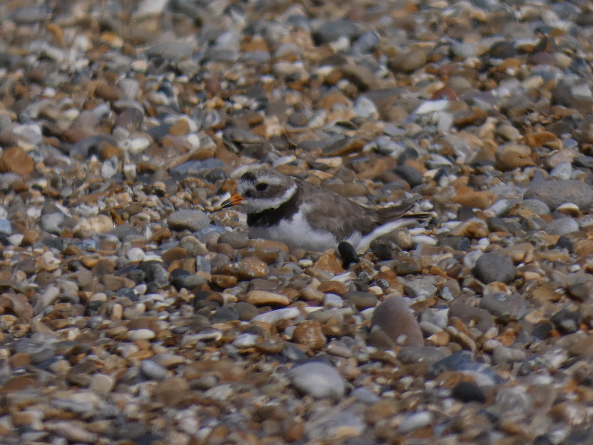 Common Ringed Plover - ML638759042
