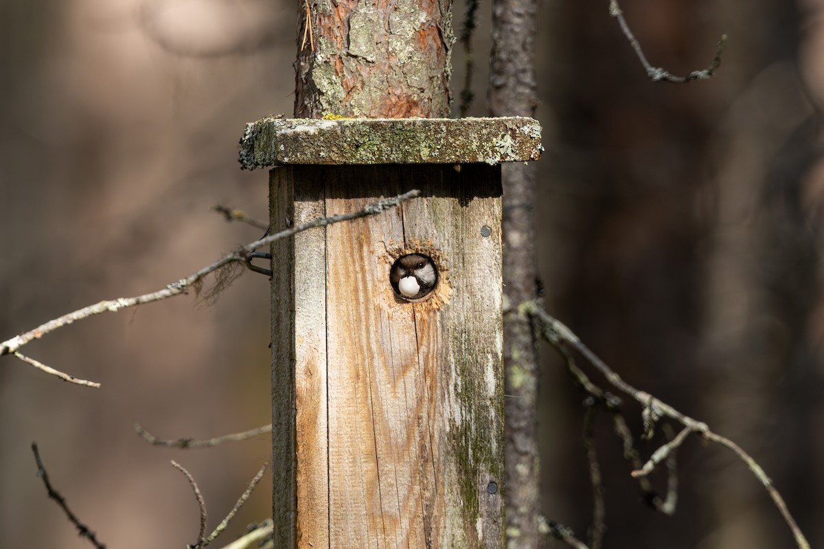 Gray-headed Chickadee - ML638759058