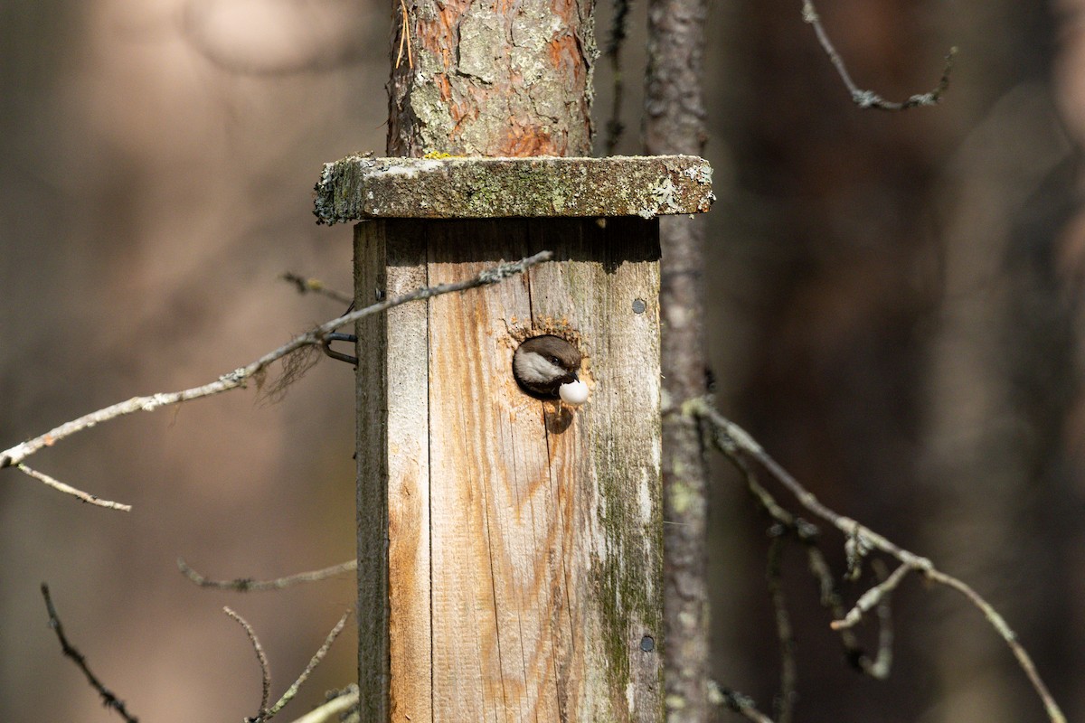 Gray-headed Chickadee - ML638759059
