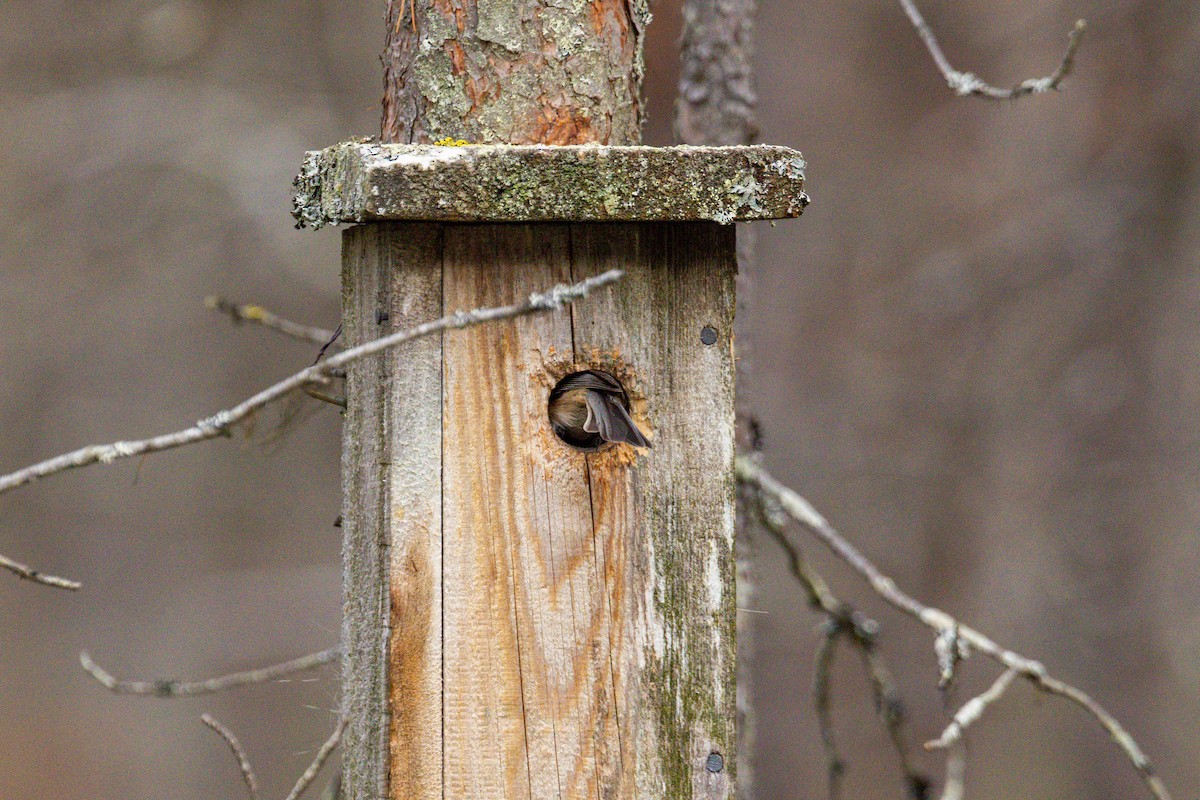 Gray-headed Chickadee - ML638759060