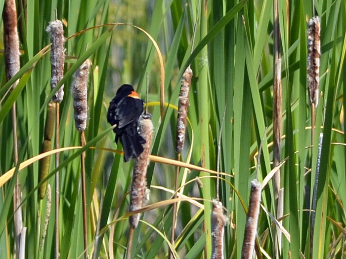 Red-winged Blackbird - Robin Sowton