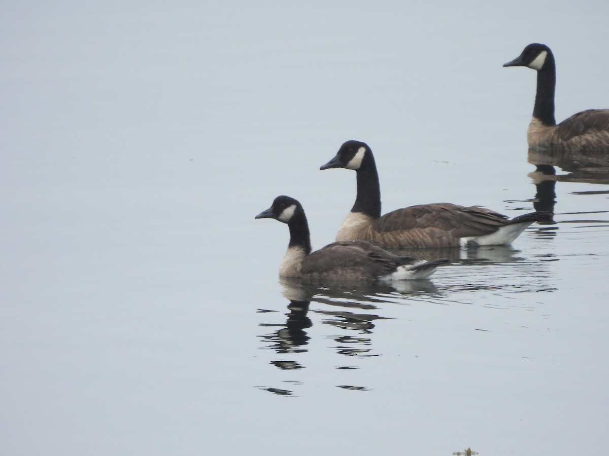 Cackling/Canada Goose - ML638759153