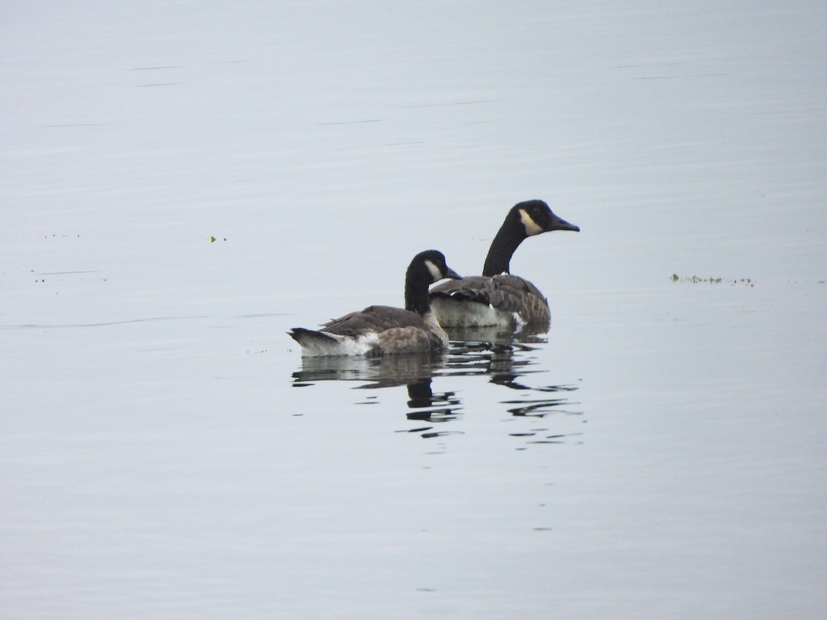 Cackling/Canada Goose - ML638759154