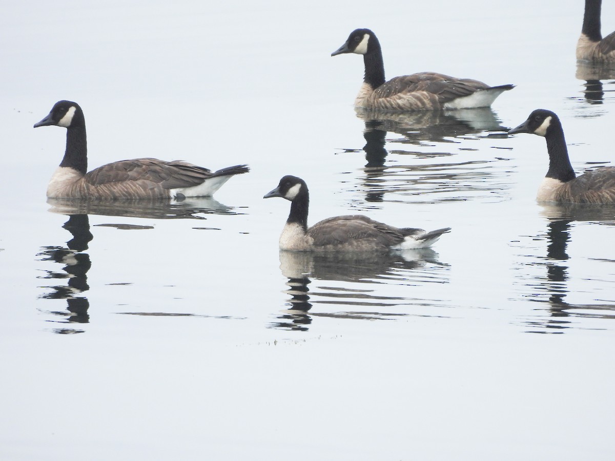 Cackling/Canada Goose - ML638759155