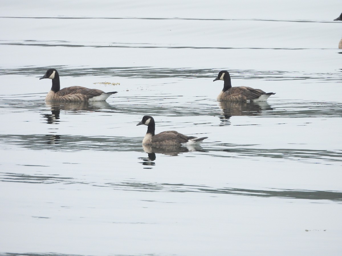 Cackling/Canada Goose - ML638759156