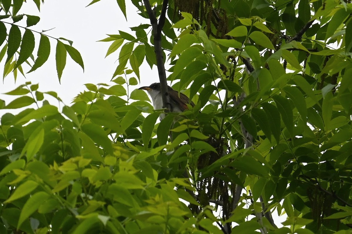 Yellow-billed Cuckoo - ML638759168