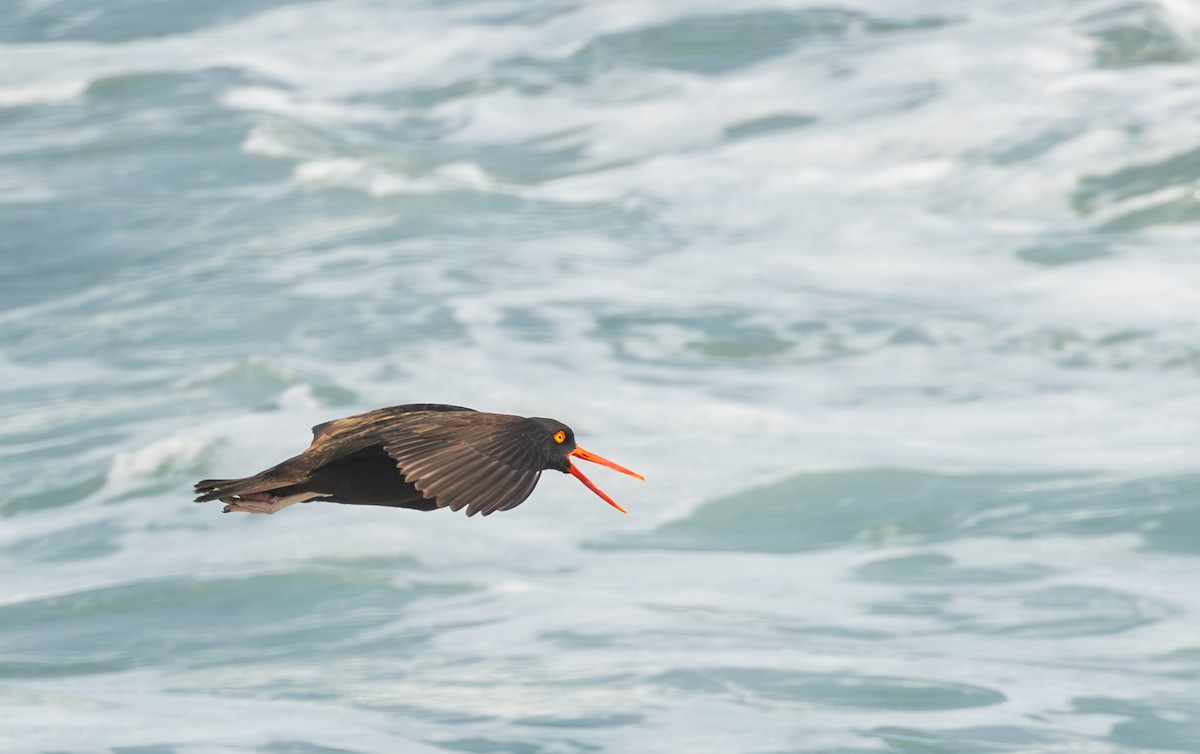 Black Oystercatcher - ML638759204