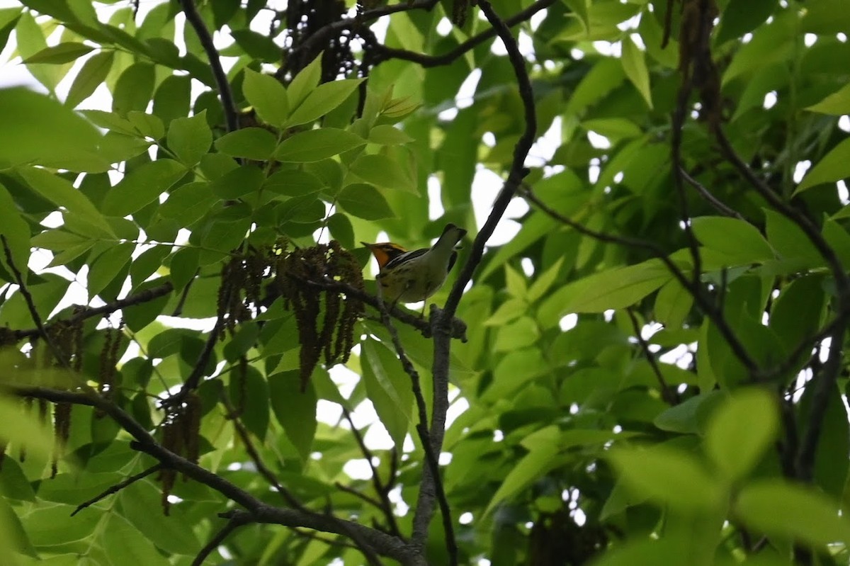 Blackburnian Warbler - ML638759206