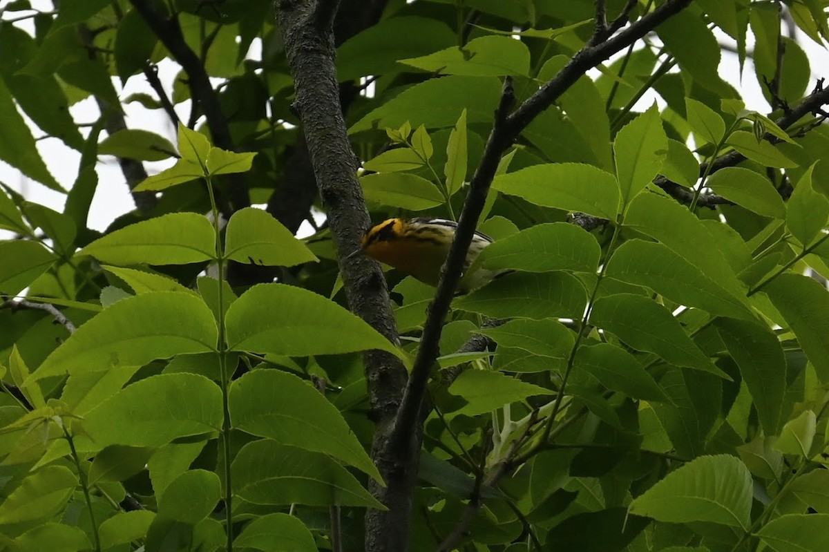 Blackburnian Warbler - ML638759207