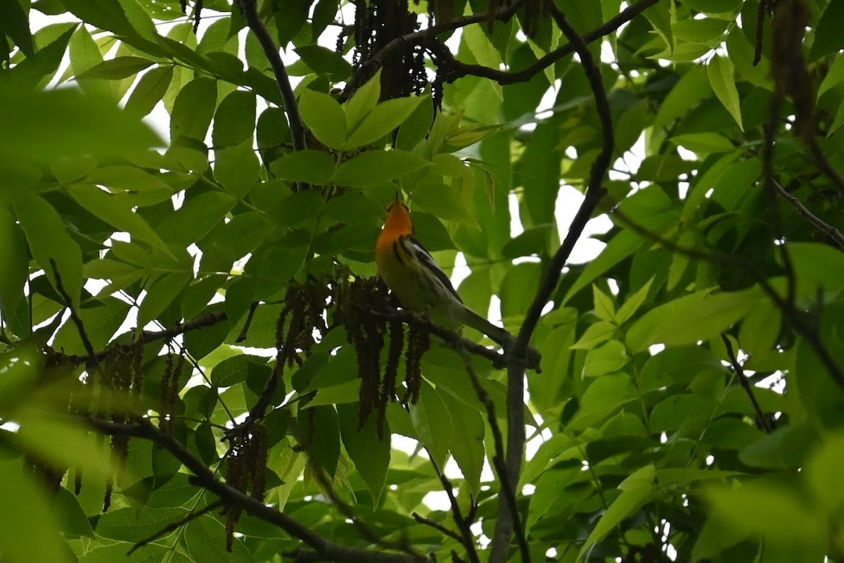 Blackburnian Warbler - ML638759208
