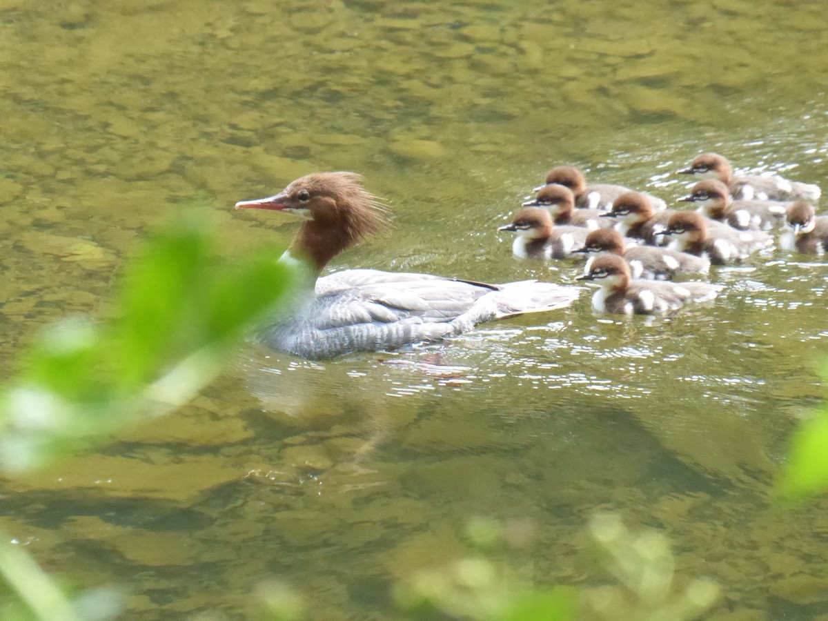 Common Merganser - ML638759223