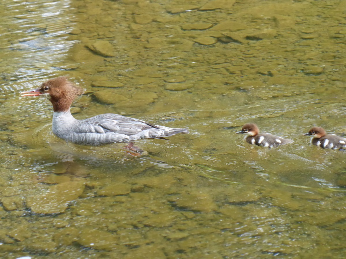 Common Merganser - ML638759225