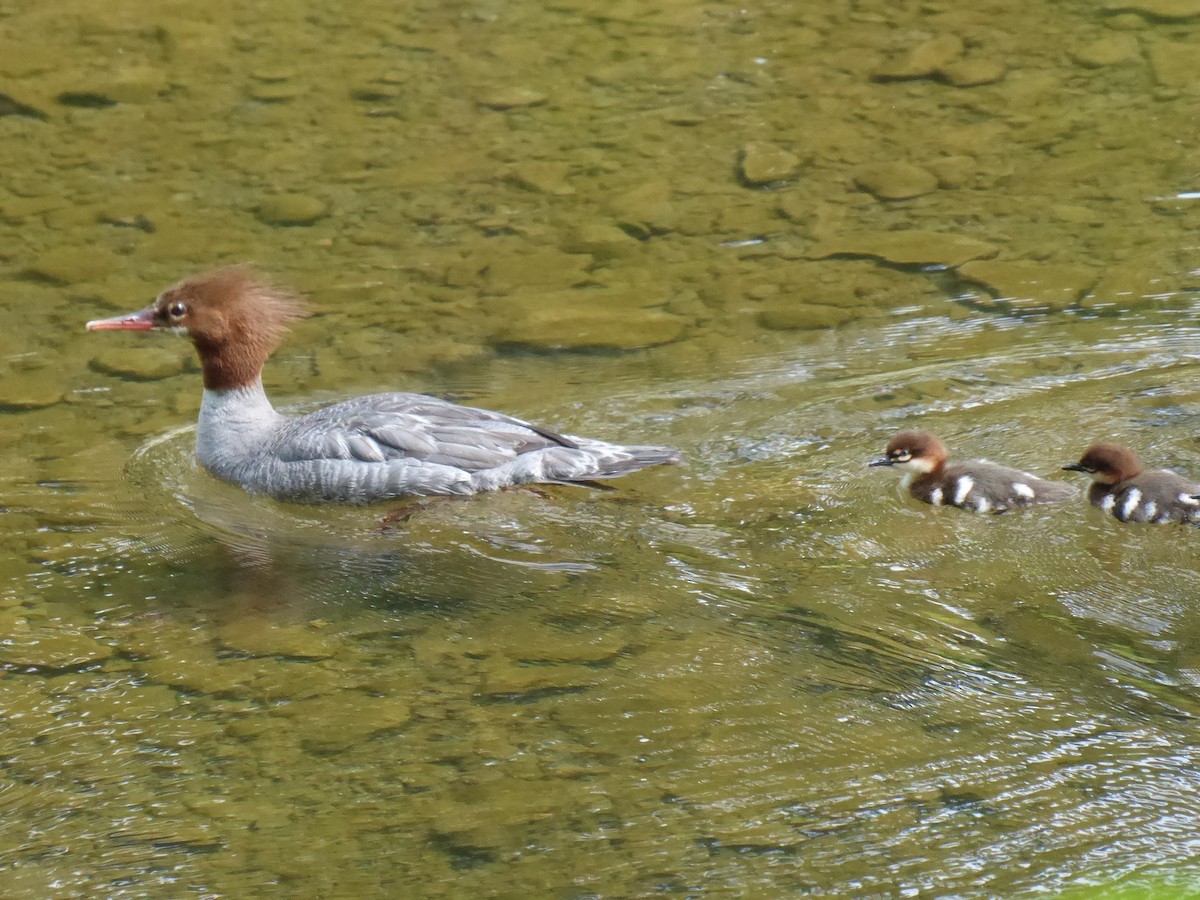 Common Merganser - ML638759247