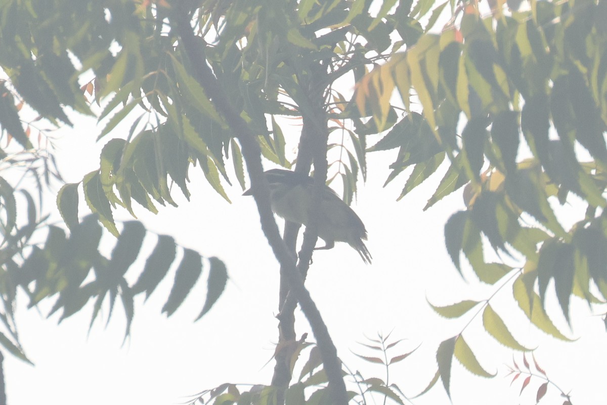 Yellow-rumped Tinkerbird (Yellow-rumped) - ML638759249